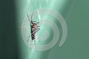 Close-up of an Asian bush mosquito (Aedes japonicus)