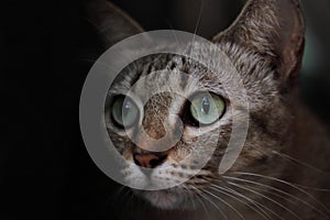 Close-up of an Asian cat with eyes at an angle
