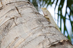 Close-up Asian chameleon on the stump looking camera.