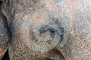 Close-up of an asian elephant eye Elephas maximus, Sri Lanka