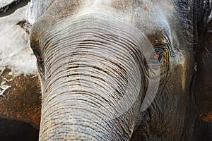 Close up Asian elephant head ,Thailand