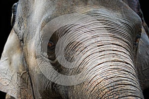 Close up Asian elephant head ,Thailand