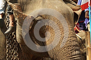 Close up of Asian elephant's head photographed in Thai Elephant Day at Ban Puter, a Karen village in Mae Sot district, Tak