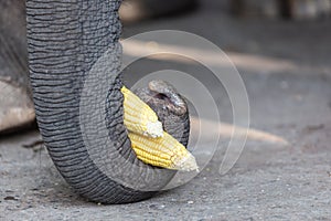 Close up of an Asian elephant`s trunk.