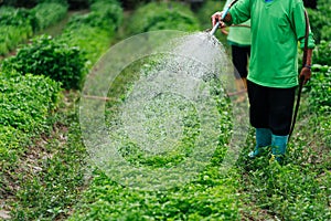 Close up Asian farmer watering sprout vegetable with rubber tube in fields. Sufficiency Agriculture Concept