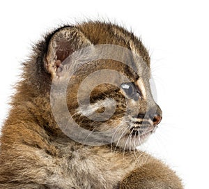 Close-up of an Asian golden cat`s profile, Pardofelis temminckii photo