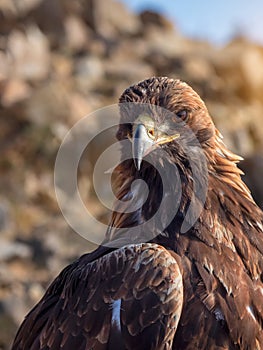 Close-up of Asian golden eagle or berkut. Head of an eagle, full face, selective focus