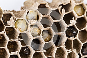 Close up of asian hornets nest inside honeycombed with larva larvae alive and dead macro studio