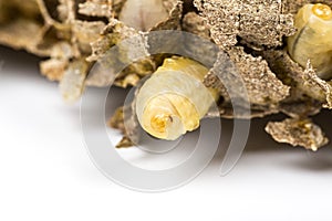 Close up of asian hornets nest inside honeycombed with larva larvae alive and dead macro studio on white background