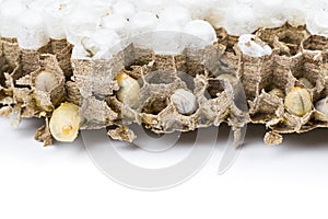 Close up of asian hornets nest inside honeycombed with larva larvae alive and dead macro studio on white background