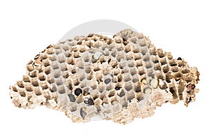 Close up of asian hornets nest inside honeycombed with larva larvae alive and dead macro studio on white background