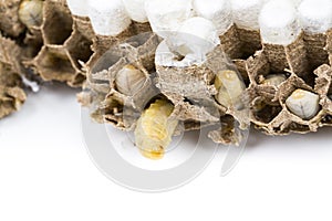 Close up of asian hornets nest inside honeycombed with larva larvae alive and dead macro studio on white background