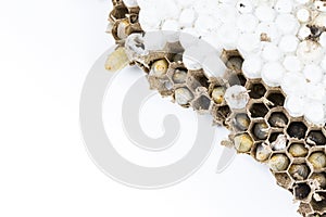 Close up of asian hornets nest inside honeycombed with larva larvae alive and dead macro studio on white background
