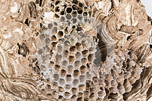 Close up of asian hornets nest inside honeycombed with larva larvae macro studio