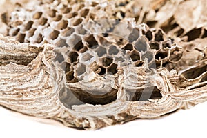 Close up of asian hornets nest inside honeycombed with larva larvae macro studio