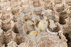 Close up of asian hornets nest inside honeycombed with larva larvae macro studio