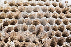 Close up of asian hornets nest inside honeycombed macro studio