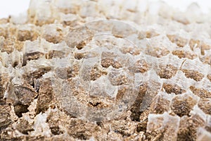 Close up of asian hornets nest inside honeycombed macro studio