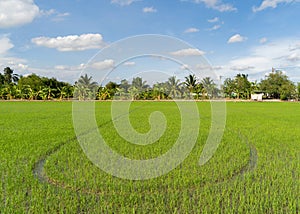 Close up of Asian paddy rice in green agricultural fields with plants waiting to be harvest in countryside or rural area in Asia.