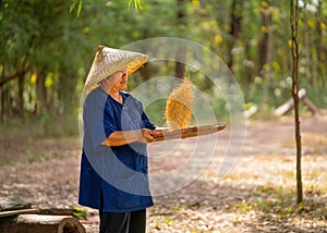 Close up Asian senior woman with traditional clothes stand and winnow rice using basketry