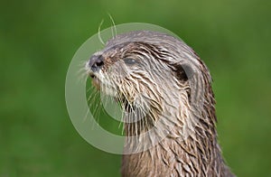 Close up Asian Short Clawed Otter Amblonyx cinerea