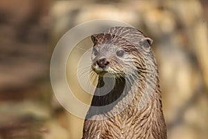 Close up Asian Short Clawed Otter Amblonyx cinerea