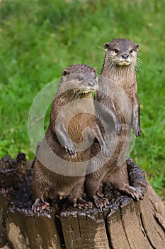 Close up Asian Short Clawed Otter Amblonyx cinerea