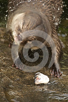 Close-up of Asian short-clawed otter shaking itself