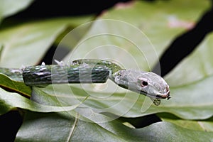 Close Up of Asian Vine Snake Ahaetulla prasina Shedding