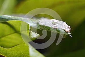 Close Up of Asian Vine Snake Ahaetulla prasina Shedding