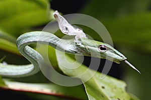 Close Up of Asian Vine Snake Ahaetulla prasina Shedding