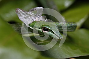 Close Up of Asian Vine Snake Ahaetulla prasina Shedding