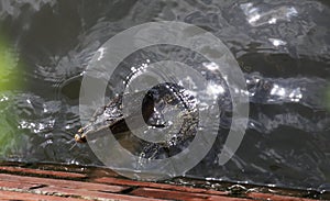 Close up of asian water Monitor lizard Varanus salvator swimming in Bangkok river showing splitted tongue, Thailand