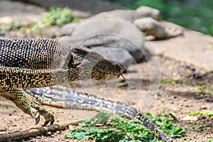 Close up the Asian water monitor (Varanus salvator), also called common water monitor, is a large varanid lizard native to South