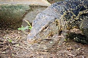 Close up the Asian water monitor (Varanus salvator), also called common water monitor, is a large varanid lizard native to South