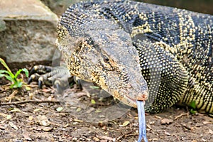 Close up the Asian water monitor (Varanus salvator), also called common water monitor, is a large varanid lizard native to South