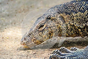 Close up the Asian water monitor (Varanus salvator), also called common water monitor, is a large varanid lizard native to South