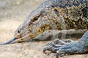 Close up the Asian water monitor (Varanus salvator), also called common water monitor, is a large varanid lizard native to South