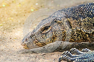 Close up the Asian water monitor (Varanus salvator), also called common water monitor, is a large varanid lizard native to South