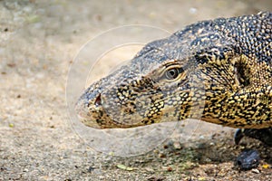 Close up the Asian water monitor (Varanus salvator), also called common water monitor, is a large varanid lizard native to South