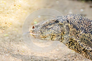 Close up the Asian water monitor (Varanus salvator), also called common water monitor, is a large varanid lizard native to South