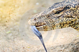 Close up the Asian water monitor (Varanus salvator), also called common water monitor, is a large varanid lizard native to South