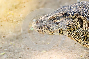 Close up the Asian water monitor (Varanus salvator), also called common water monitor, is a large varanid lizard native to South