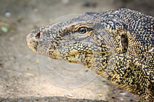 Close up the Asian water monitor (Varanus salvator), also called common water monitor, is a large varanid lizard native to South