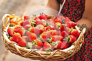 Close-up Asian woman holding a wicker basket  full of fresh ripe organic strawberries in the hands.