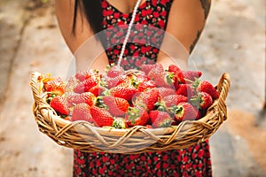 Close-up Asian woman holding a wicker basket  full of fresh ripe organic strawberries in the hands.