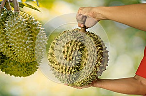 Close up Asian women hand holding durian fruit. Ripe durian. Tasty durian that has been, durian is the king of fruits. Is a famous