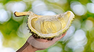 Close up Asian women hand holding durian fruit. Ripe durian. Tasty durian that has been, durian is the king of fruits. Is a famous