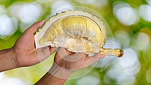 Close up Asian women hand holding durian fruit. Ripe durian. Tasty durian that has been, durian is the king of fruits. Is a famous