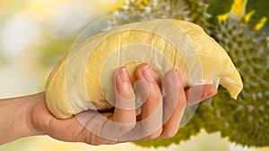 Close up Asian women hand holding durian fruit. Ripe durian. Tasty durian that has been, durian is the king of fruits. Is a famous